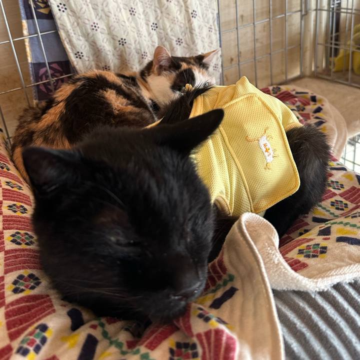 4fb84139 393e 468d 872c 642991deb798 1717206436533