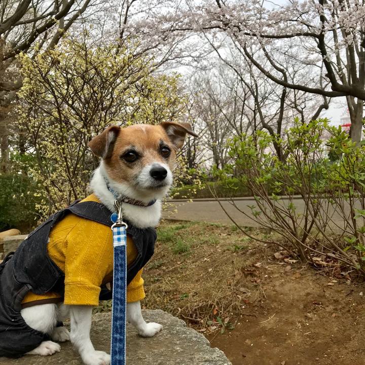 4fb9a68f df45 449d bc56 9028a6f1e87f 1553760206283