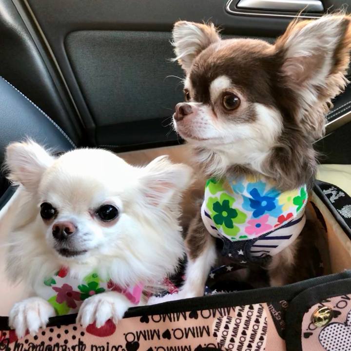 4fbaa0af 49f9 40c1 9457 2bd8f561eb32 1546696391249