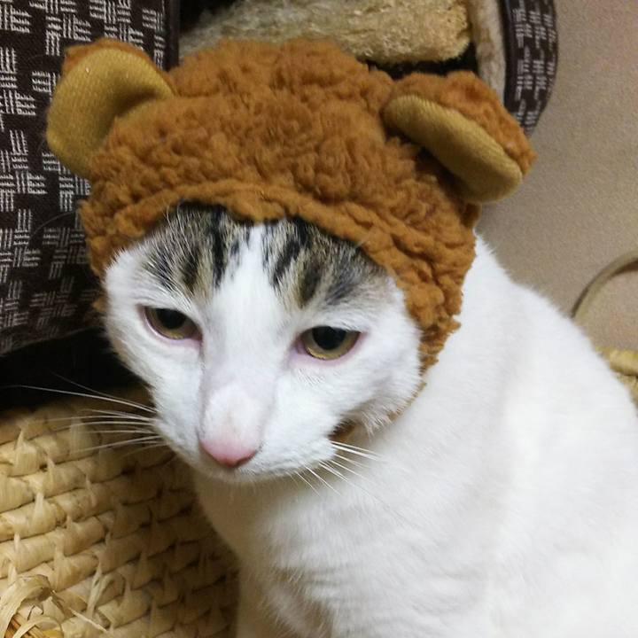 4fbc3f55 0336 485c 8e89 72458729bc93 1530705614034