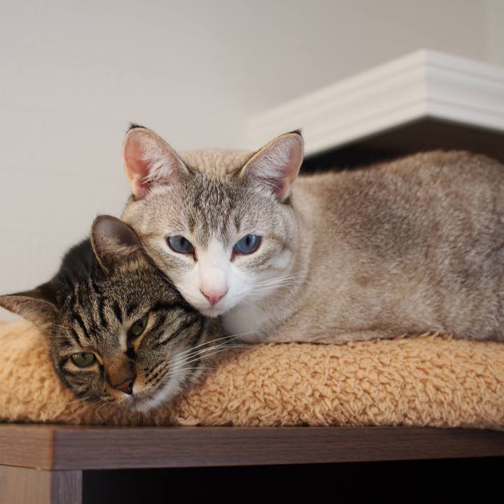 4fbf3052 c444 402e b463 e5075d796706 1545397724415