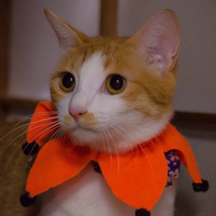 4fbfb3f8 ab7f 4a4d acc2 a8b8e8198b1e 1509261484833