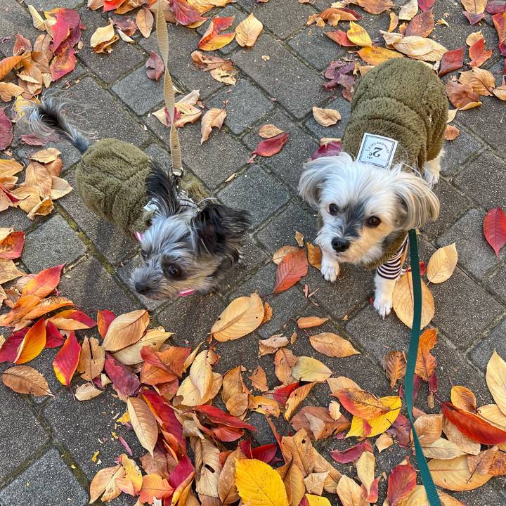 4fc0a7b7 2ee9 4e39 b971 45411e56ddcb 1763798150251