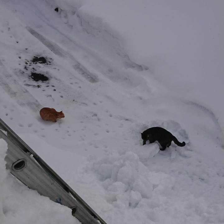 4fc0ff8a b9d9 4d22 a65f 699af6372fc8 1642995636648