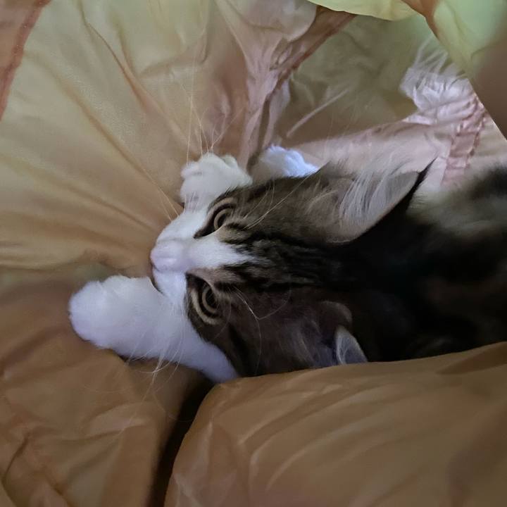 4fc1dc54 6450 4ae6 a2b6 dbc8bf4f3882 1635328950005