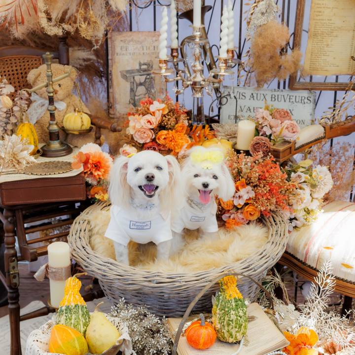 4fc359ab 4dcc 4e49 b928 9be7ae76758a 1760755618653