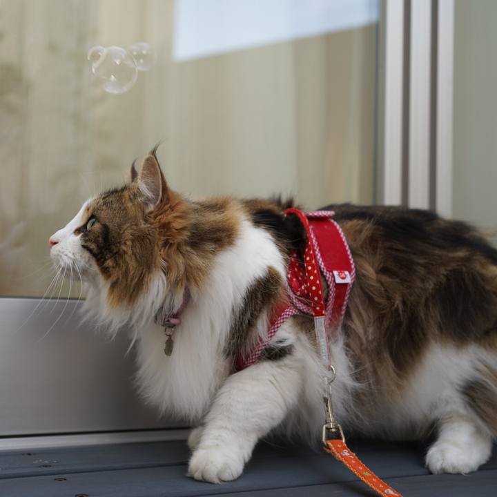 4fc38316 0606 4e89 aef1 7c0f9de168dc 1589447141090