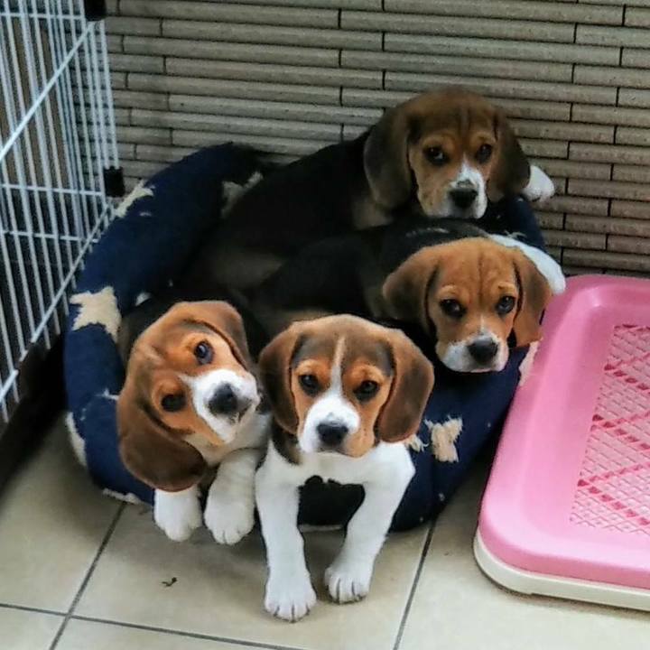 4fc47f39 579a 46a9 b0c7 4954c33918d2 1617622732488