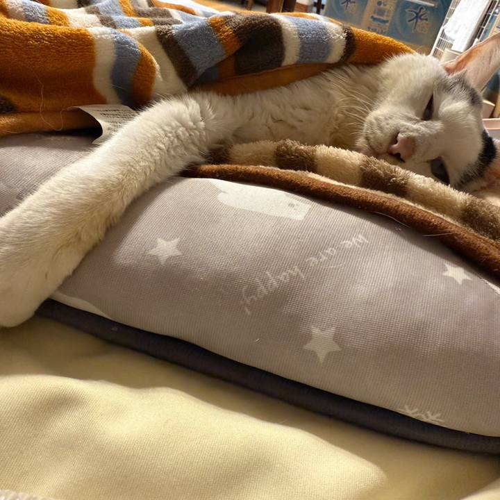 4fc63c8a 2049 42a8 a704 da74394ab295 1762260152600