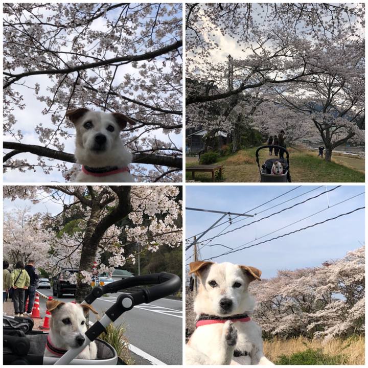 4fc6b0e8 6b52 4d88 9e26 99af6d0777d8 1617492529416