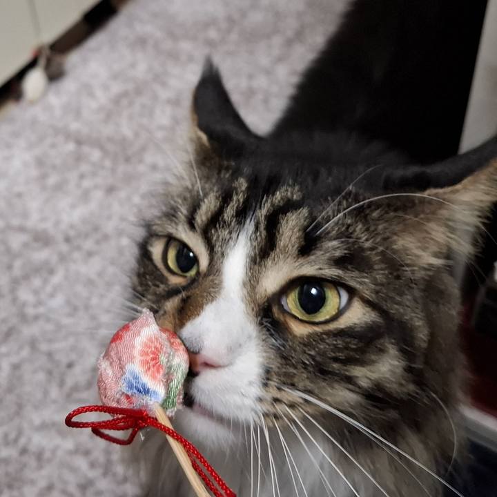 4fc7f932 08b6 4248 8800 76aac673ebb5 1739295062636