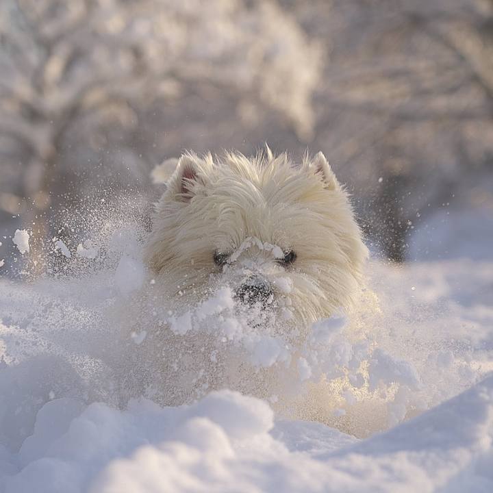 4fc87810 dddd 4acf 840e 1b54ba59a817 1516745979095