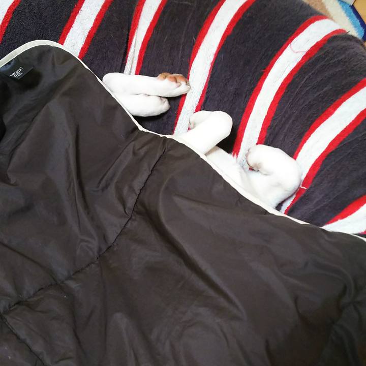 4fc87d35 e149 4695 997a fd1148cd2651 1514213362511