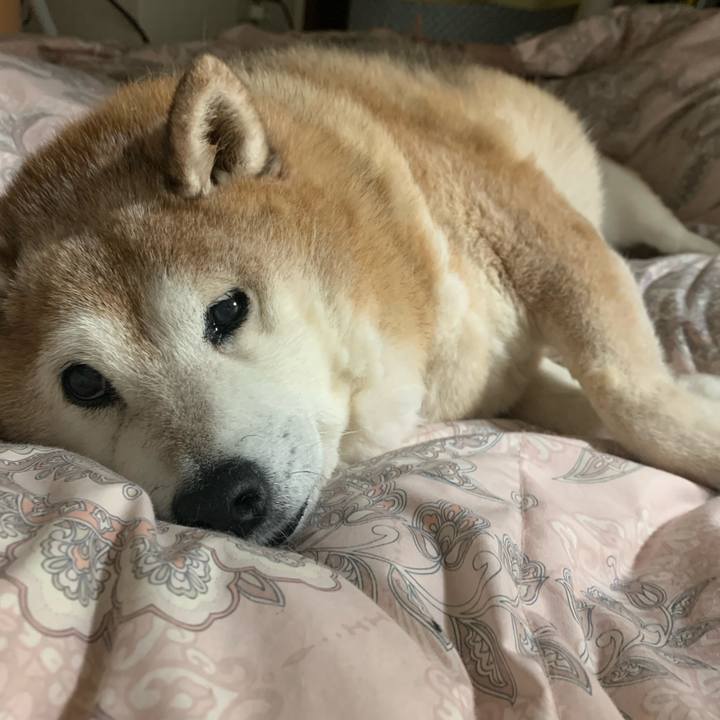 4fca68ba 96e6 46f4 b0ea 078d8332f1d2 1611789926319