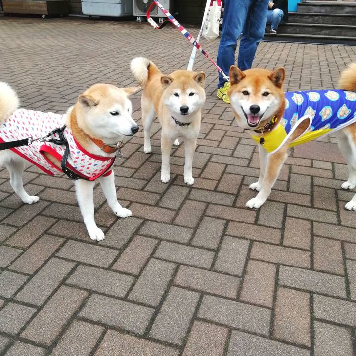 4fcd67e2 2874 4a27 88b1 b4b223c0b150 1653228265424