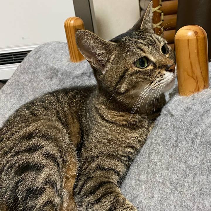 4fcdc057 b262 4dcb b530 5132b31cc88f 1770436666321