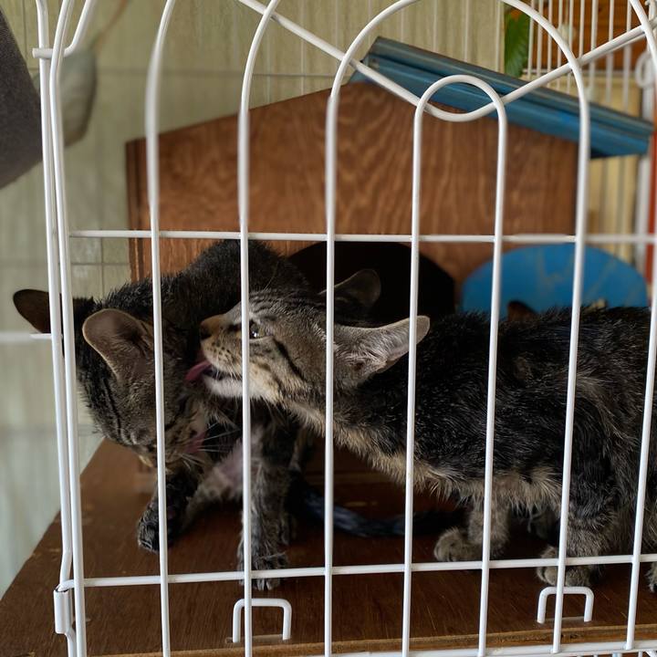 4fd00eb7 c8f4 48cc 86ad 04718829bb1f 1725931992433