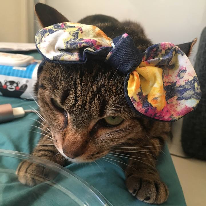 4fd0efa8 f2a2 4dc1 bb49 5e698838b329 1560419070591