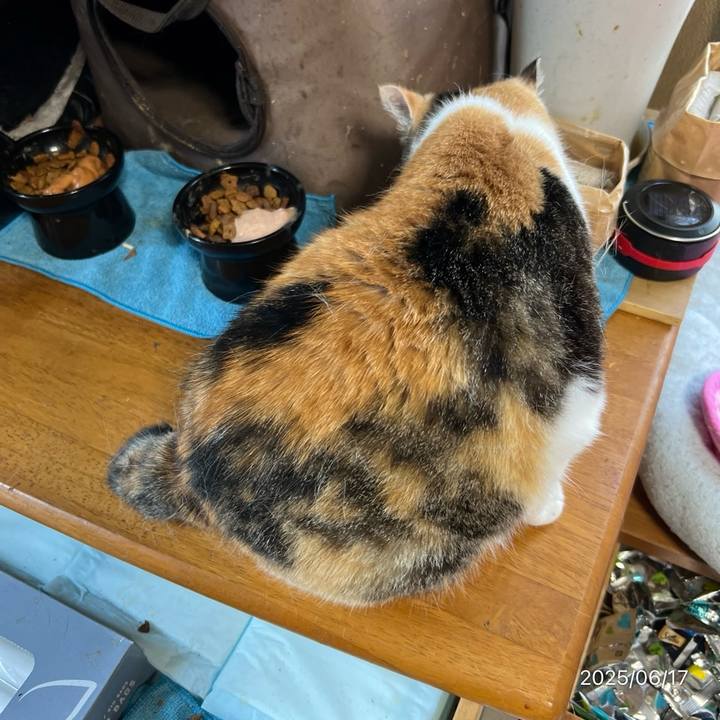 4fd50dd7 1be3 4f77 9438 c5eea5551090 1750111787849