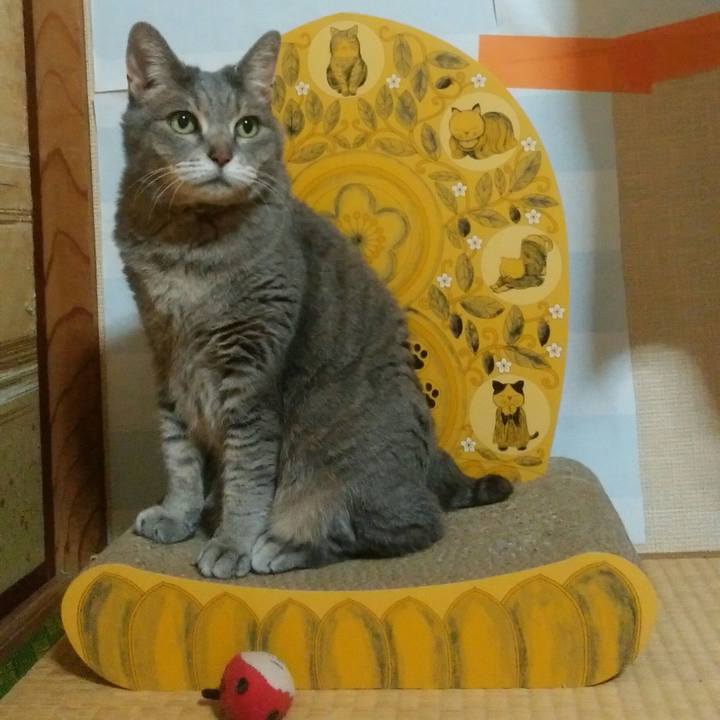 4fd5297b cc71 4daf aba8 66c87c9da8c0 1589796760204