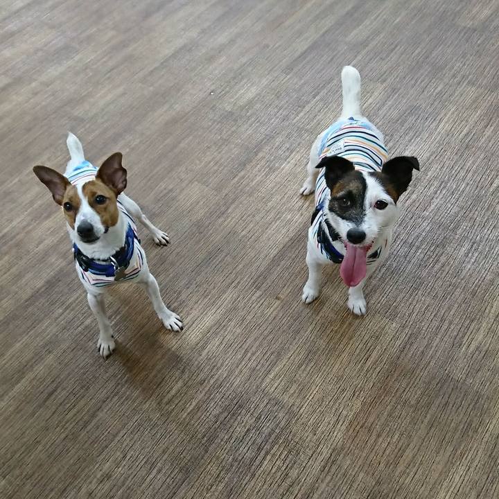 4fd574da c84a 4180 8ffc dcf52ce8ef79 1528017811457