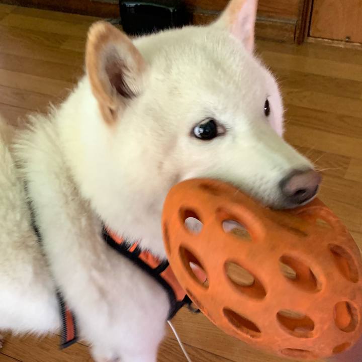 4fd8fa0e 74c7 4981 a5ba 46e4893f35e9 1620333405386