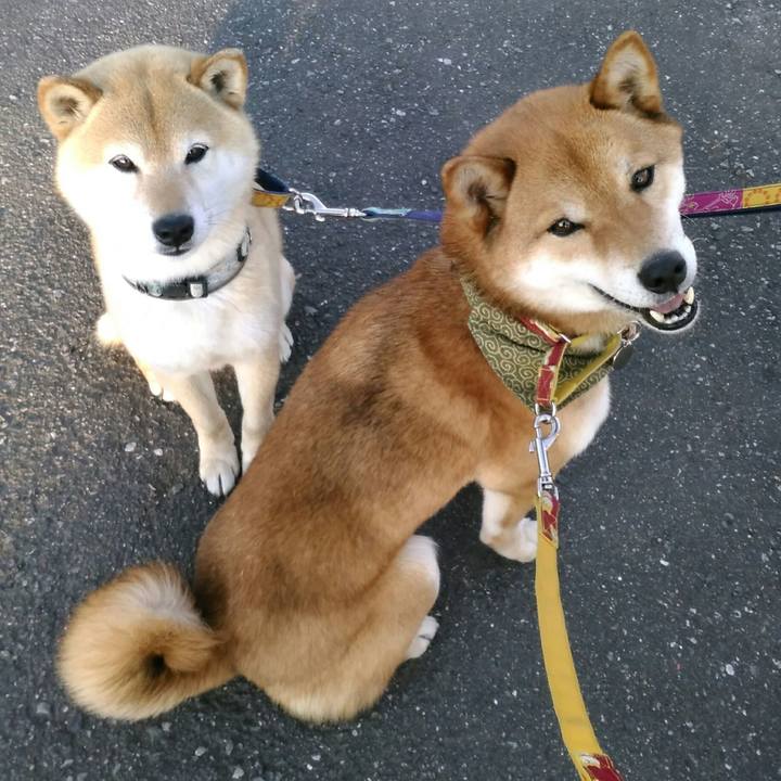 4fd9ddd9 ab2f 4722 8aea a162e3ff98f0 1526983851860