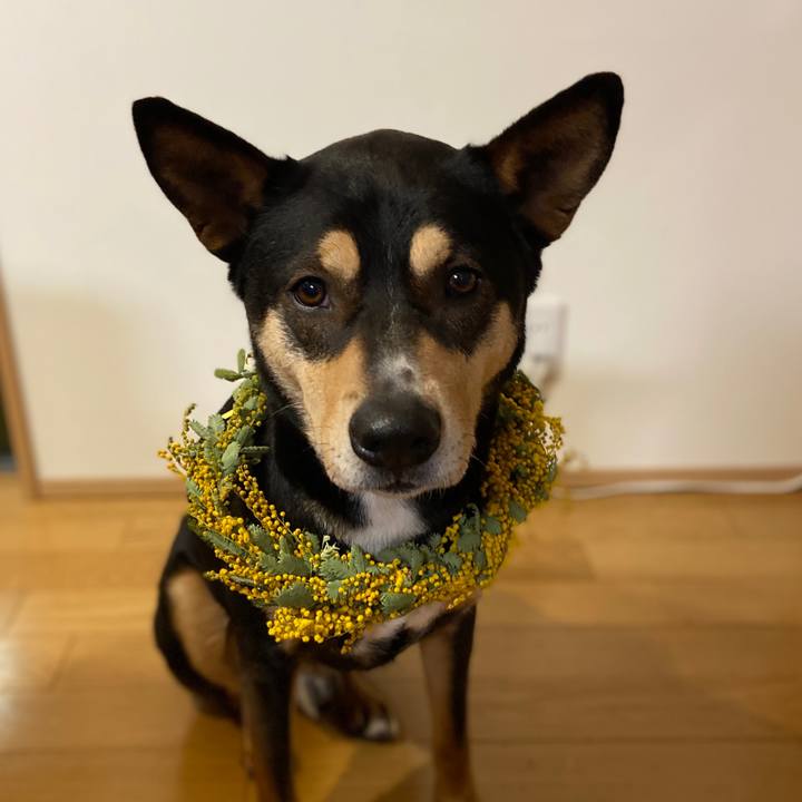 4fdefb77 81b8 4428 b1ba f724ce44b31b 1615210145881