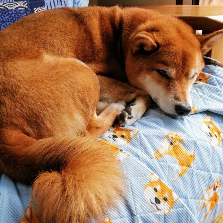 4fe256ac bb47 4fb7 a07c 0f9e186a8db2 1619582173451