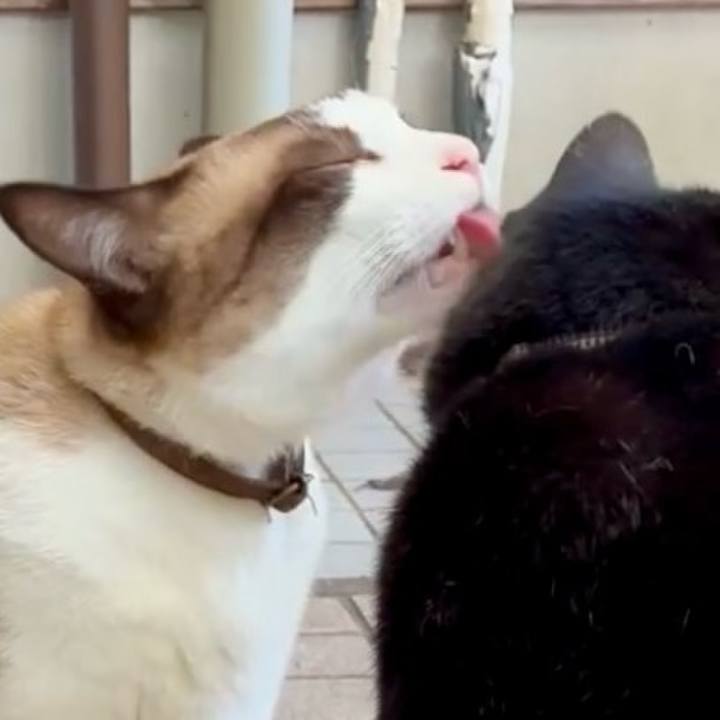 4fe2a704 c0bf 4523 8209 598e082d2494 1757333108599