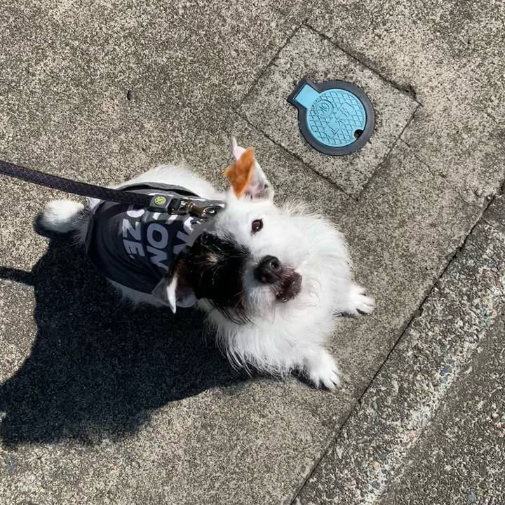 4fe4ab56 543a 40d9 a6be 7f23691bba84 1684196076913