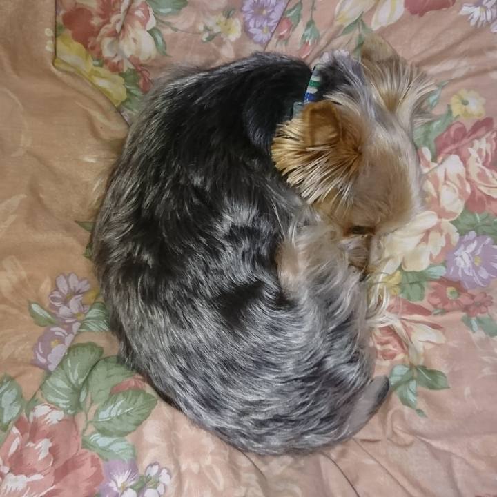 4fe4c466 c200 4a3d 893b 4625f05b4ebd 1511530060870