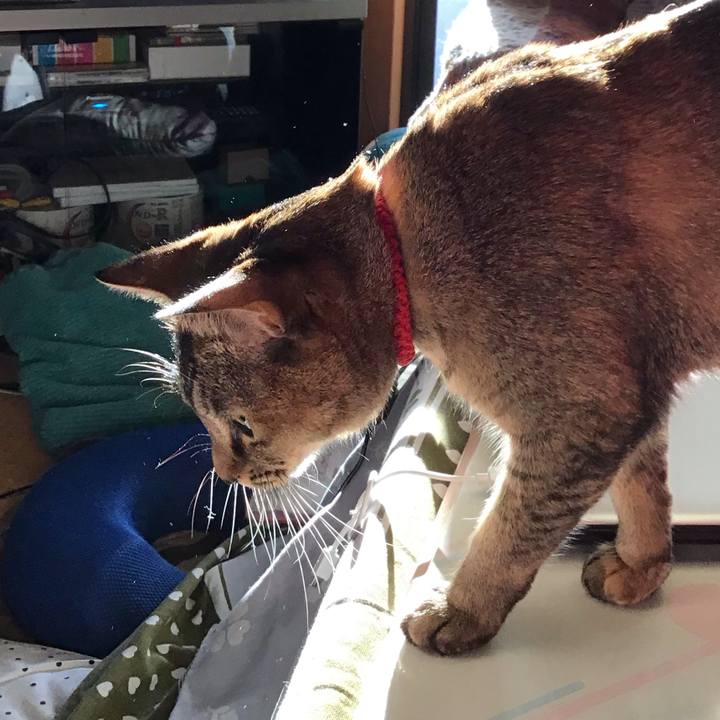 4fe54274 5f57 4745 bcd6 3b856ceac584 1584534301209