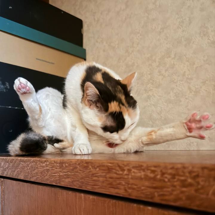 4fe544dc 040d 4fe8 a6b7 6d7519cde4b3 1744166680638