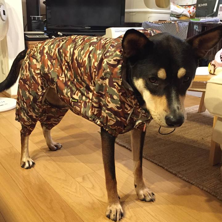 4fe6a19d 0fc1 4feb b97c 325e2565dce8 1509022573639