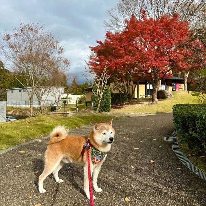 4fe9251c 1f25 4963 8f66 c4add65fd406 1732956851384