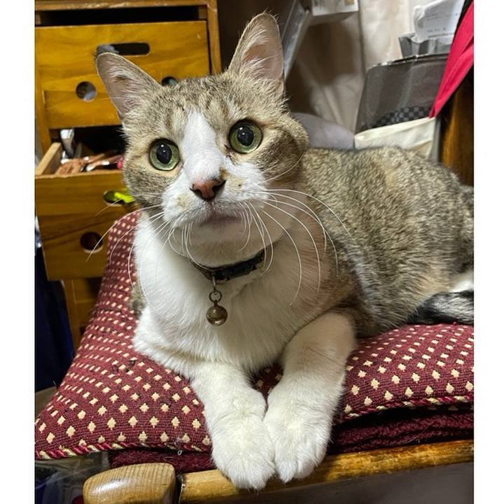 4fea3cdf 080c 4119 b6f0 fe189f616c0e 1765629825943