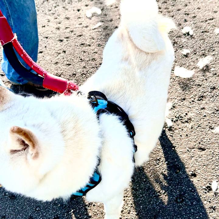 4feaf1b2 e3e1 4592 9c94 89c5382fc31b 1747350239386