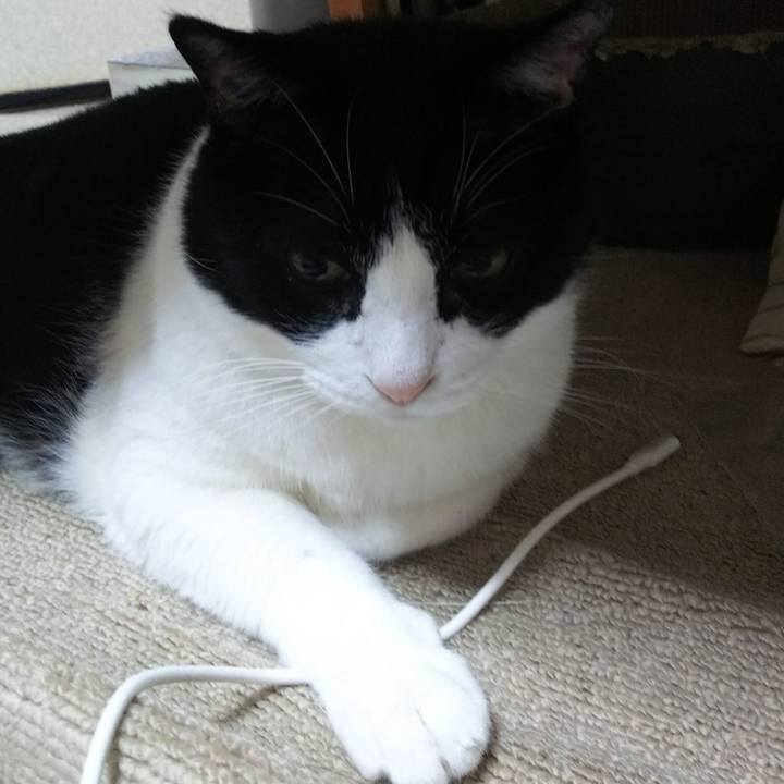 4feaf98e fdc7 4b22 ab38 e9260bb3244e 1532554768970