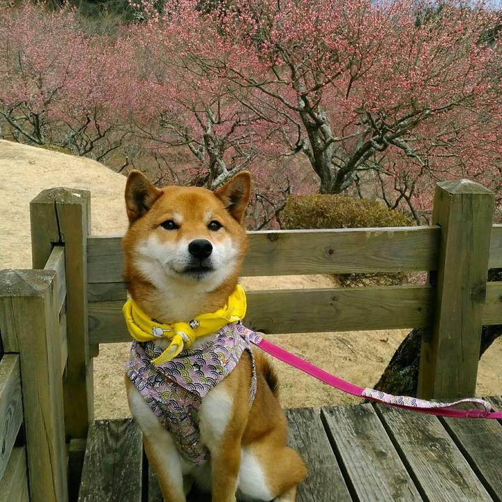 4fee4be3 b3d1 4eda 960e e1a92fd23430 1521683041099