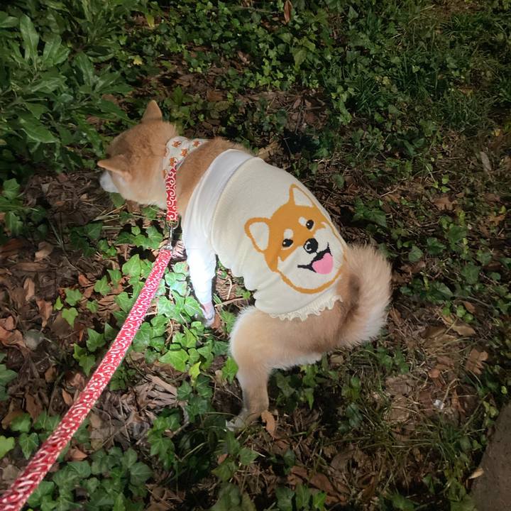 4fef2472 1064 4240 888a dce70bf6b825 1637489251484