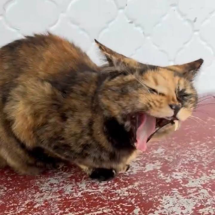 4ff224e2 3af6 415e 91d1 6508dccf829d 1761207842829