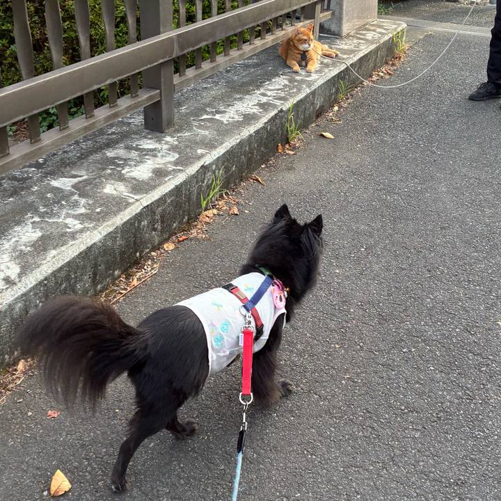 4ff22b57 4323 428d a975 3b04f029a94a 1756425246451