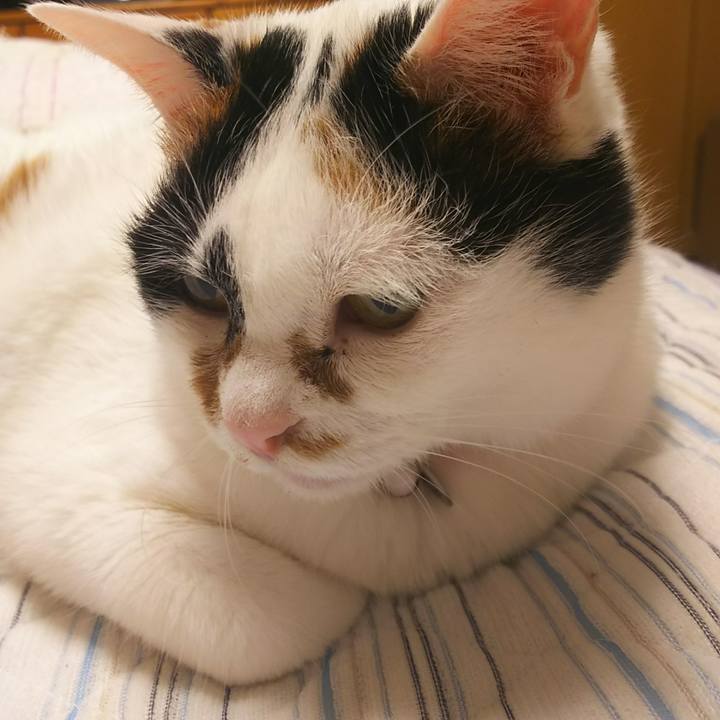 4ff3e3a9 191b 464c 9660 999451754439 1530543629543