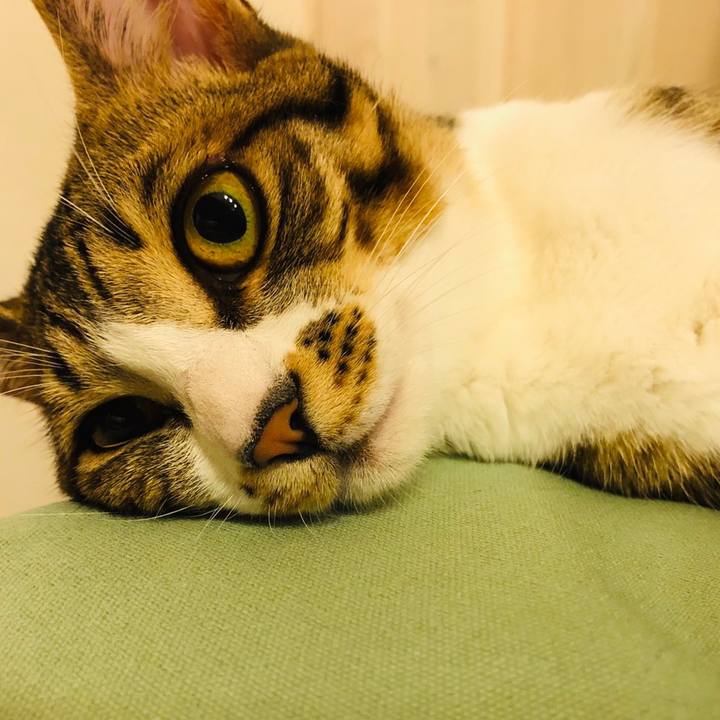 4ff552f7 84ed 49b4 b18e 2155c1835002 1602241275332