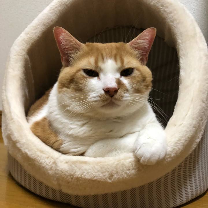 4ff58adc e8a3 4249 976a 66430d00b8e1 1565099149982