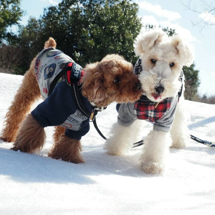 4ff5f8f1 82bd 4abf bfc5 39dac96188b1 1517751329962