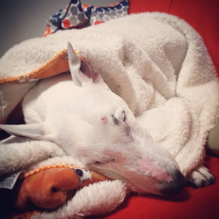 4ff75eb2 3ba4 4eef bea9 fefb9a13da5d 1512920333789