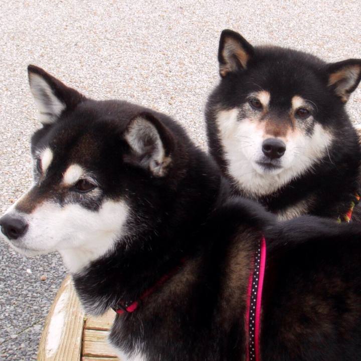 4ff90eae b7d6 40e6 8934 efa7b9600162 1553128666133