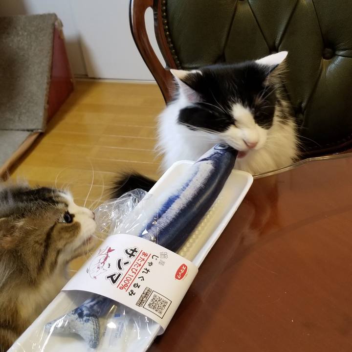 4ff91947 3ef1 4ba7 9101 d1add3919579 1559683964704